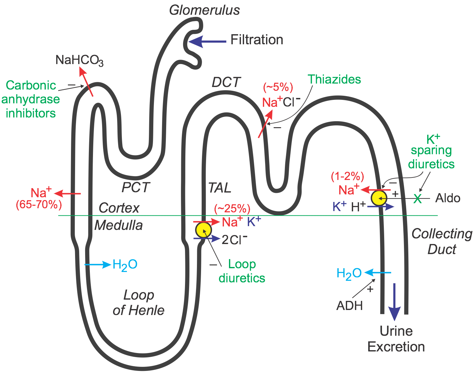 diuretics-mechanism-of-action-types-classification-drugs-vaidya