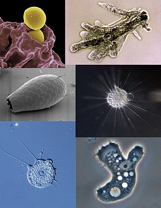 Anti Amoebic Drugs - Uses, Signs of Amoeba - Vaidyaनमः